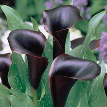 Load image into Gallery viewer, Calla Lily "Odessa" - Terrace Garden France
