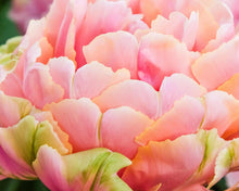 Load image into Gallery viewer, Tulip Renown Unique - Terrace Garden France
