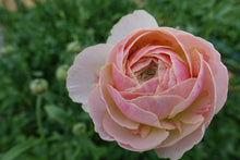 Load image into Gallery viewer, Ranunculus Romance "Maritime" - Terrace Garden France
