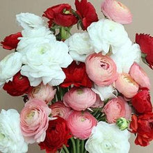 Load image into Gallery viewer, Ranunculus Valentine Mix - Terrace Garden France
