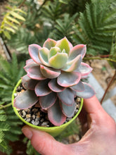 Charger l'image dans la galerie, Echeveria Pink Vera Variegata - Terrace Garden France
