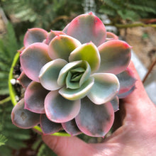 Charger l'image dans la galerie, Echeveria Pink Vera Variegata - Terrace Garden France
