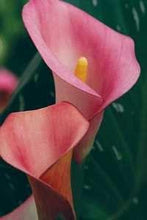 Charger l'image dans la galerie, Calla Lily "Pillow Talk" - Terrace Garden France
