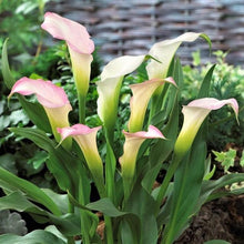 Load image into Gallery viewer, Calla Lily "Crystal Blush" - Terrace Garden France
