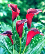 Load image into Gallery viewer, Calla Lily "California Red" - Terrace Garden France
