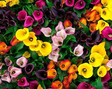 Charger l'image dans la galerie, Calla Lily "Rainbox Mix" - Terrace Garden France
