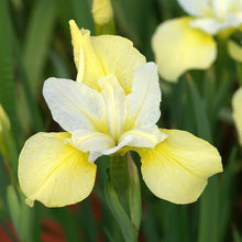 Load image into Gallery viewer, Iris sibirica 'Butter and Sugar' rhizome/bulb - Terrace Garden France
