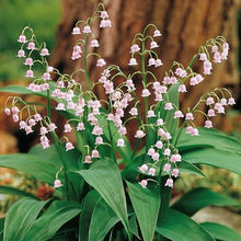 Load image into Gallery viewer, pink lily of the valley - Convallaria majalis 'Rosea' showcasing delicate pink blooms of the 'Rosea' variety of Lily of the Valley, adding a romantic touch to gardens or bouquets.
