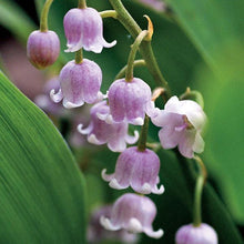 Load image into Gallery viewer, 	where to buy pink lily of the valley - The delicate beauty of Convallaria majalis 'Rosea', an enchanting variety of Lily of the Valley with soft pink blooms that add a romantic touch to any garden or floral arrangement.
