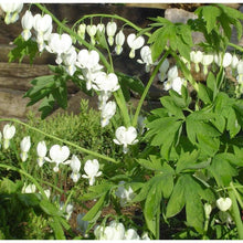 Load image into Gallery viewer, White Bleeding Hearts plant roots/rhizomes (Dicentra spectabilis 'Alba'; Lamprocapnos spectabilis) - Terrace Garden France
