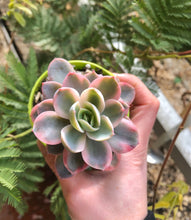 Charger l'image dans la galerie, Echeveria Pink Vera Variegata - Terrace Garden France
