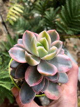 Charger l'image dans la galerie, Echeveria Pink Vera Variegata - Terrace Garden France
