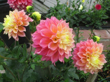 Load image into Gallery viewer, Dahlia 'Kogane Fubuki' tuber - Terrace Garden France
