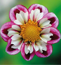 Load image into Gallery viewer, Dahlia 'Impression Fabula' tuber - Terrace Garden France
