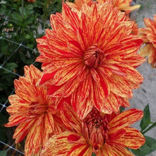 Load image into Gallery viewer, Dahlia 'Neo' tuber - Terrace Garden France
