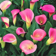 Charger l'image dans la galerie, Calla Lily "Pillow Talk" - Terrace Garden France
