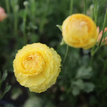 Load image into Gallery viewer, Ranunculus Friandine "Lemon" - Terrace Garden France
