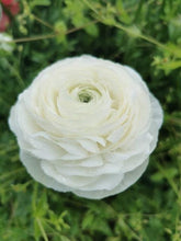 Load image into Gallery viewer, Ranunculus Amandine "Snowflake" - Terrace Garden France
