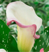 Load image into Gallery viewer, Calla Lily "Crystal Blush" - Terrace Garden France
