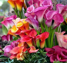 Charger l'image dans la galerie, Calla Lily "Rainbox Mix" - Terrace Garden France
