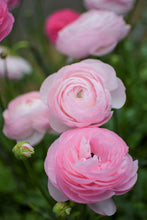 Load image into Gallery viewer, Ranunculus Amandine "Marshmallow" - Terrace Garden France
