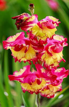 Load image into Gallery viewer, Gladiolus "Far West" bulbs - Terrace Garden France

