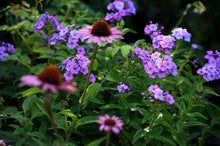Charger l'image dans la galerie, Phlox paniculata "Lilac Time" roots/bulb - Terrace Garden France
