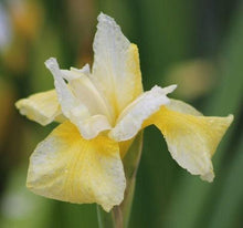 Load image into Gallery viewer, Iris sibirica 'Butter and Sugar' rhizome/bulb - Terrace Garden France
