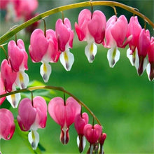 Charger l'image dans la galerie, Bleeding Hearts roots/rhizomes (Dicentra spectabilis; Lamprocapnos spectabilis) - Terrace Garden France

