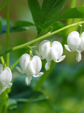 Load image into Gallery viewer, White Bleeding Hearts plant roots/rhizomes (Dicentra spectabilis 'Alba'; Lamprocapnos spectabilis) - Terrace Garden France
