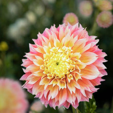 Load image into Gallery viewer, Dahlia 'Kogane Fubuki' tuber - Terrace Garden France
