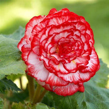 Load image into Gallery viewer, Begonia Picotee "Marmorata" - Terrace Garden France
