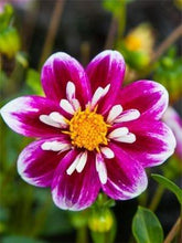 Load image into Gallery viewer, Dahlia 'Impression Fabula' tuber - Terrace Garden France
