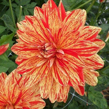 Load image into Gallery viewer, Dahlia 'Neo' tuber - Terrace Garden France
