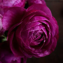 Load image into Gallery viewer, Ranunculus Amandine "Violet" - Terrace Garden France
