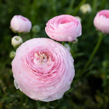 Load image into Gallery viewer, Ranunculus Amandine "Marshmallow" - Terrace Garden France
