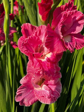 Charger l'image dans la galerie, Gladiolus "Pink Parrot" bulbs - Terrace Garden France
