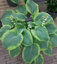 Charger l'image dans la galerie, Hosta sieboldiana "Frances Williams" bulbs/roots - Terrace Garden France

