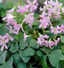 Load image into Gallery viewer, Oxalis Triangularis "Amber" - Terrace Garden France
