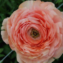 Charger l'image dans la galerie, Ranunculus Amandine "Salmon" - Terrace Garden France
