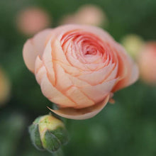 Charger l'image dans la galerie, Ranunculus Amandine "Salmon" - Terrace Garden France
