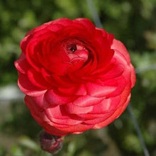 Charger l'image dans la galerie, Ranunculus Pauline "Carmine" - Terrace Garden France
