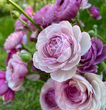 Load image into Gallery viewer, Ranunculus Amandine "Purple Jean" - Terrace Garden France
