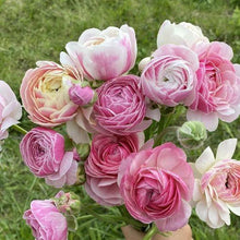 Load image into Gallery viewer, Ranunculus Amandine "Porceline" - Terrace Garden France
