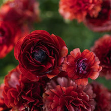 Load image into Gallery viewer, Ranunculus Pauline "Chocolate" - Terrace Garden France
