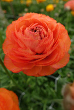 Load image into Gallery viewer, Ranunculus Romance "Paradou" - Terrace Garden France
