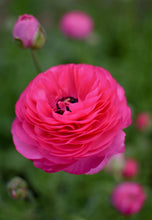 Charger l'image dans la galerie, Ranunculus Amandine "Bonbon" - Terrace Garden France
