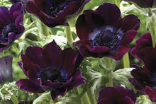 Load image into Gallery viewer, Anemone Meron "Bordeaux Wine" - Terrace Garden France
