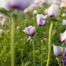 Charger l'image dans la galerie, Anemone Jerusalem Blue-White - Terrace Garden France
