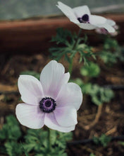 Charger l'image dans la galerie, Anemone Jerusalem Blue-White - Terrace Garden France
